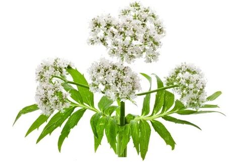 Cardiol Valerian officinalis dauka